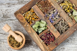 Divozel veľkokvetý