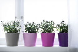 Výber a umiestnenie izbových rastlín v byte 
