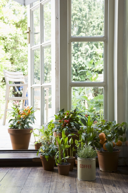 Výber a umiestnenie izbových rastlín v byte 