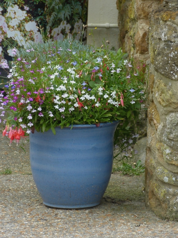 Krása v črepníkoch