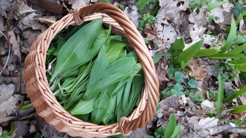 Medvedí cesnak podporí imunitu 