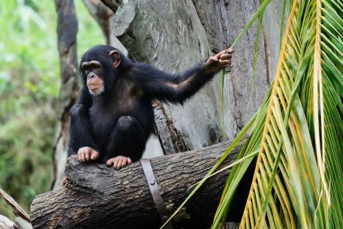 Inteligentné primáty 